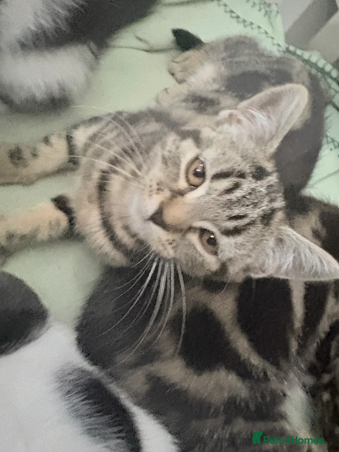 Mixed Breed cats for sale: Short haired x bengal kittens - Advert 2