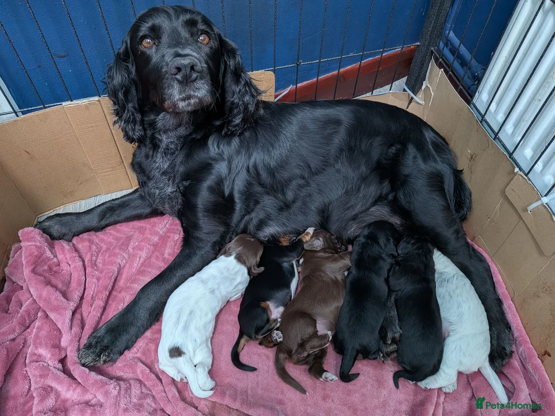 Cocker Spaniel dogs for sale: Working cocker spaniel pups 1 black girl - Advert 11