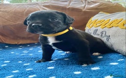 Springador dogs for sale: STUNNING SPRINGADOR PUPPIES  - Image 18