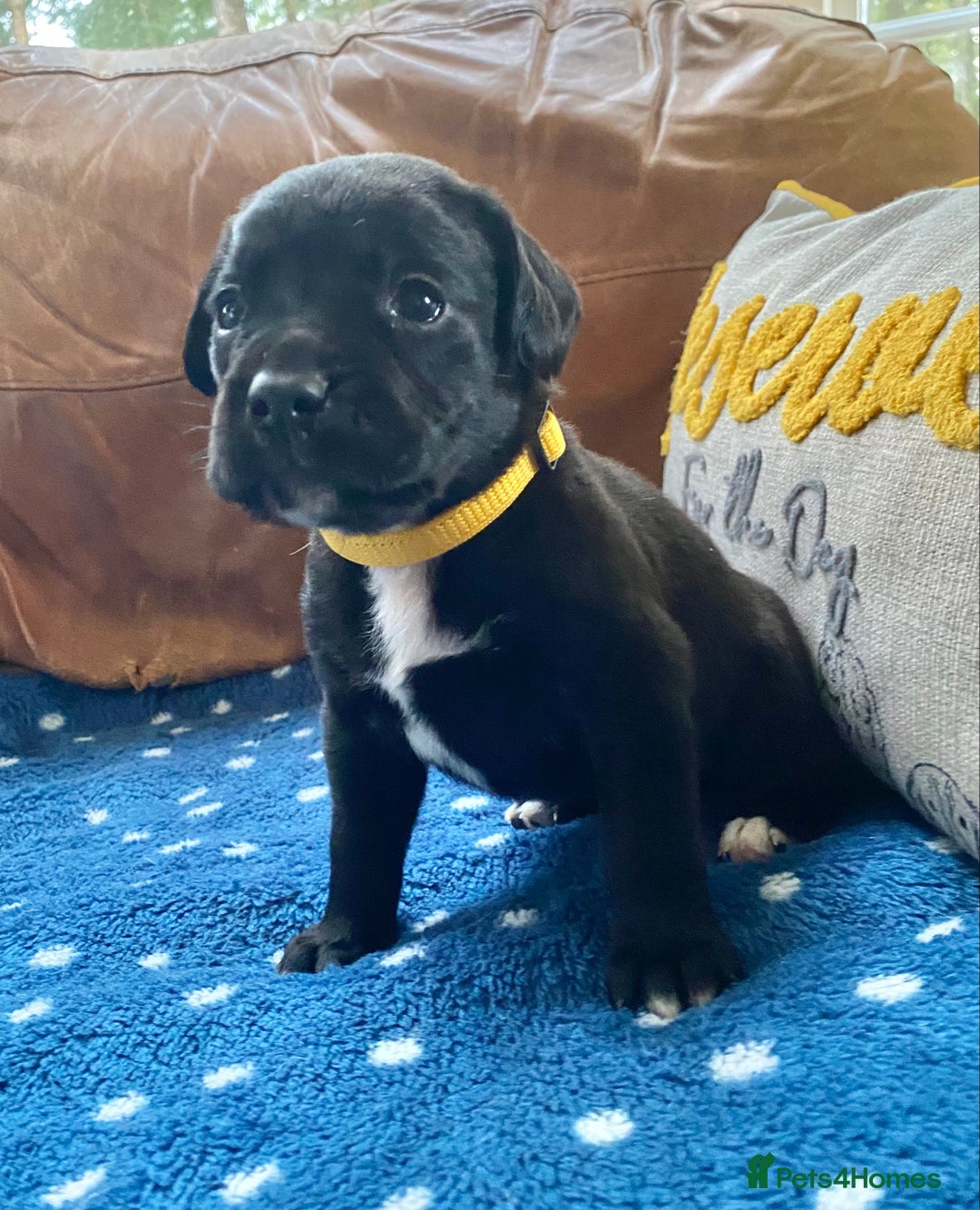 Springador dogs for sale: STUNNING SPRINGADOR PUPPIES  - Image 18