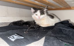 Mixed Breed cats for sale: Black mixed Kittens - Image 3