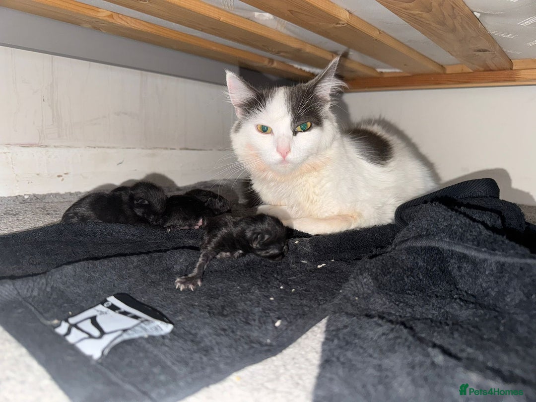 Mixed Breed cats for sale: Black mixed Kittens - Image 3