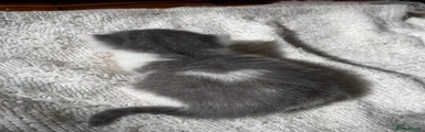 Mixed Breed Kitten 1