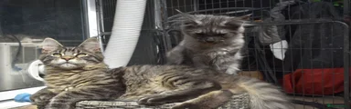 Maine Coon Kitten 1