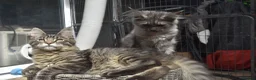Maine Coon cats for sale: Gorgeous Champion Bloodline Maine Coon Kittens - Advert 7