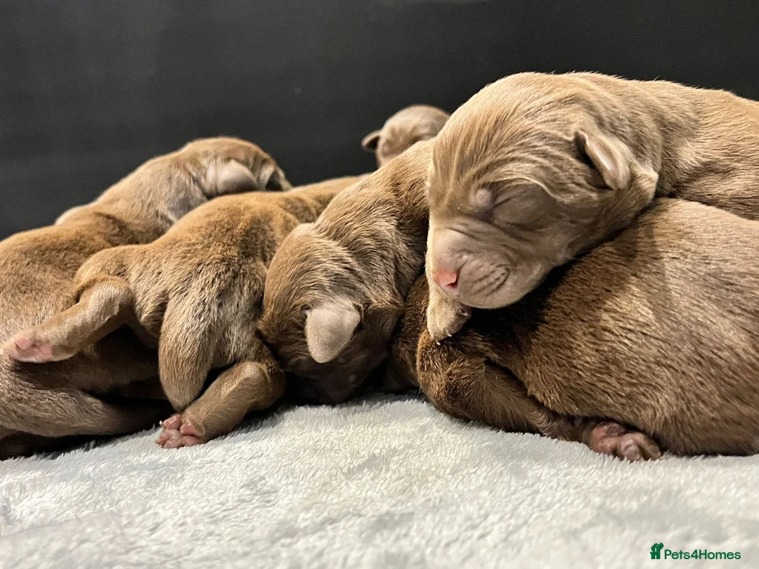 Labrador Retriever dogs for sale: Extensively Health Tested Chocolates  - Advert 5