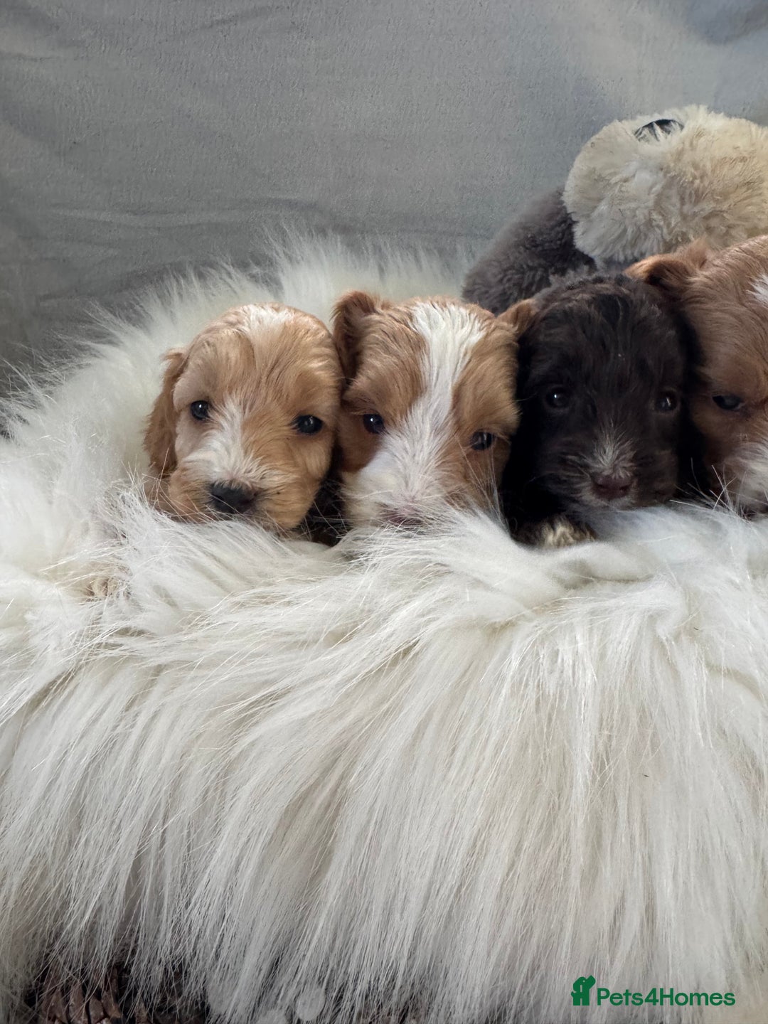 Cockapoo dogs for sale: 🐶Stunning F1 Cockapoos, Licensed Breeder🐾 - Advert 19