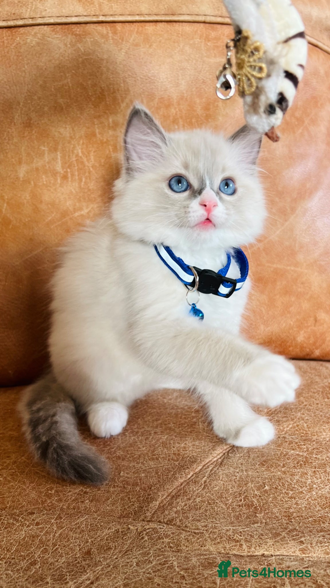 Ragdoll cats 🐈Pedigree Ragdoll Champion line 🏆 GCCF kittens  - Advert 1