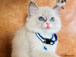 Ragdoll cats 🐈Pedigree Ragdoll Champion line 🏆 GCCF kittens - Advert 1