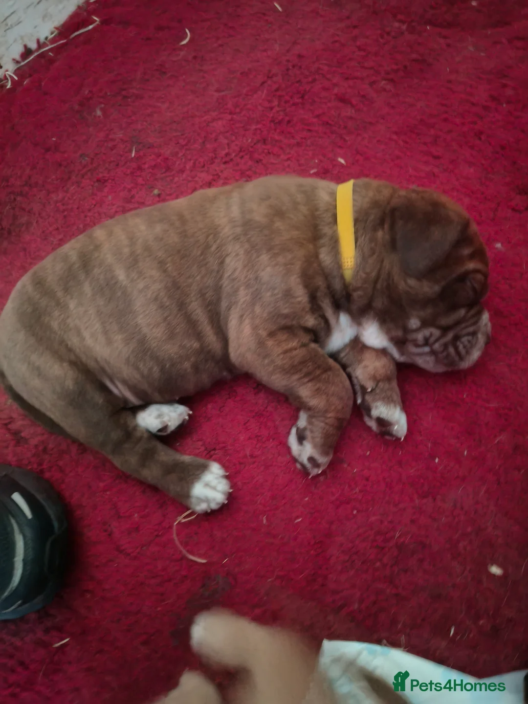 Mixed Breed dogs for sale: Dogue de bordeaux cross old time english bulldog in Newcastle upon Tyne - Advert 15