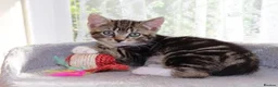 Mixed Breed cats for sale: Tabby kittens ready Now  - Advert 6