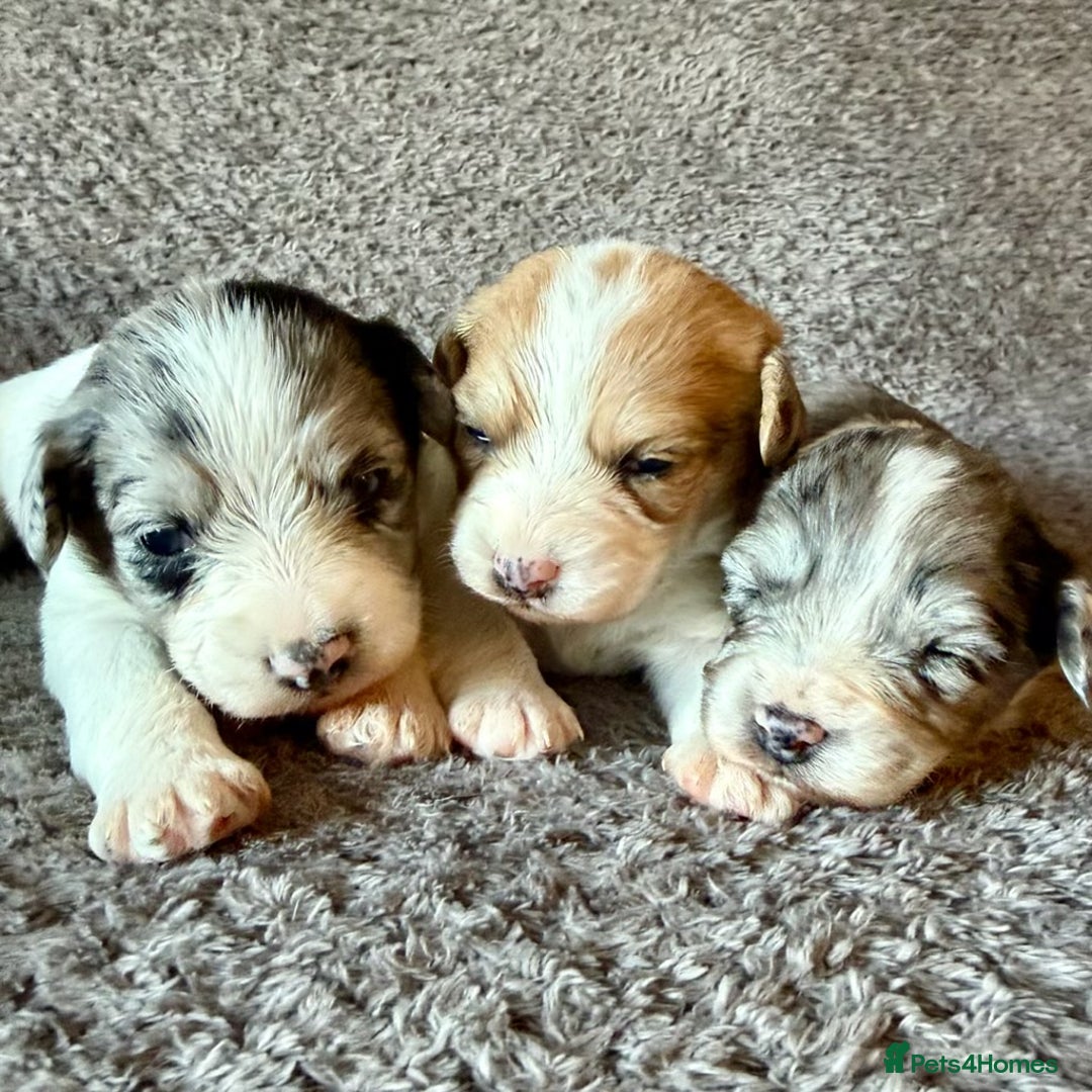 Mixed Breed dogs for sale: Merle Cockachon Teddy Bears - Advert 1