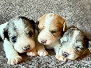 Mixed Breed dogs Merle Cockachon Teddy Bears - Advert 1