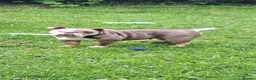 English Bulldog dogs for sale: Stunning English Bulldog Puppies - Ready Mid-July - Advert 14