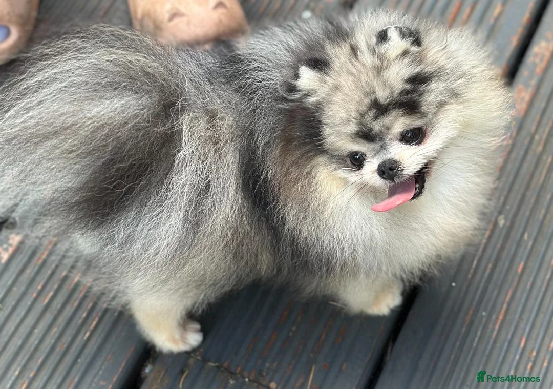 Pomeranian dogs for sale: Adorable Black and Tan Pomeranian Puppies in Tonbridge - Advert 3