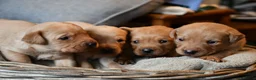 Labrador Retriever dogs for sale: Gorgeous kc registered Labrador puppies in Fakenham - Advert 5