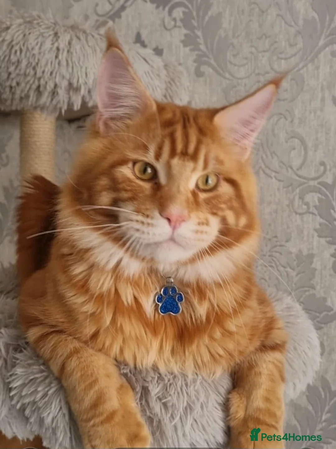 Maine Coon cats for stud: Tica Registered Stud available for stud services  - Advert 1