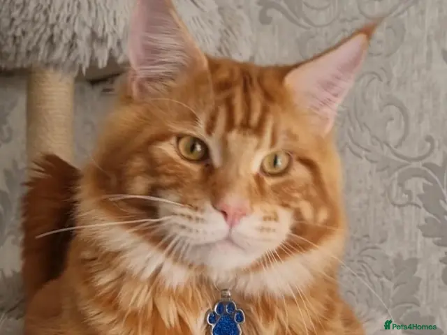 Maine Coon cats for stud: Tica Registered Stud available for stud services - Advert 1