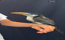 Softbills birds for sale: Silly tame curl created baby for sale  - Image 4