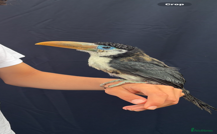 Softbills birds - Advert 2