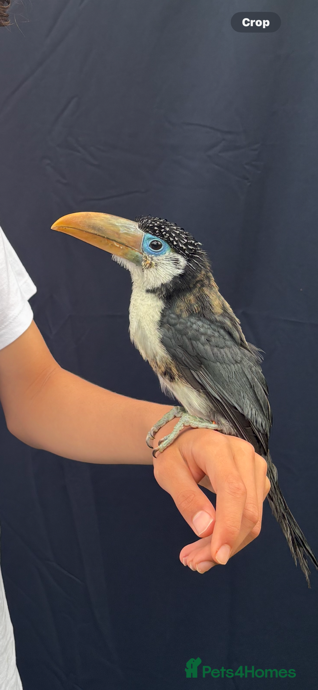 Softbills birds for sale: Silly tame curl created baby for sale  - Image 4