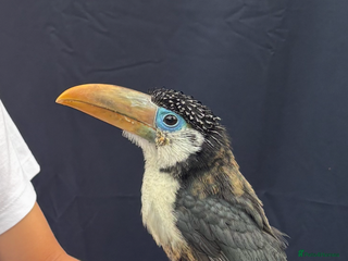 Softbills birds - Advert 2