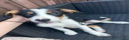 Border Collie dogs for sale: Border collie puppy female  - Advert 2