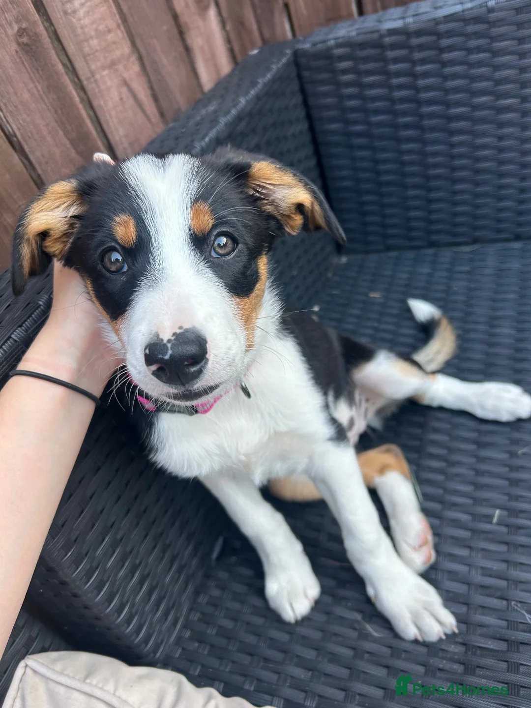Border Collie dogs for sale: Border collie puppy female  - Advert 2