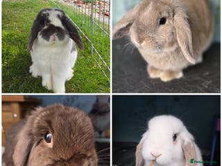 Mini Lop rabbits Mini Lop Rabbit Doe Buck Female Male Bunnies - Advert 1