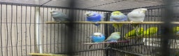 Budgerigars birds for sale: Young budgies for sale - Advert 5