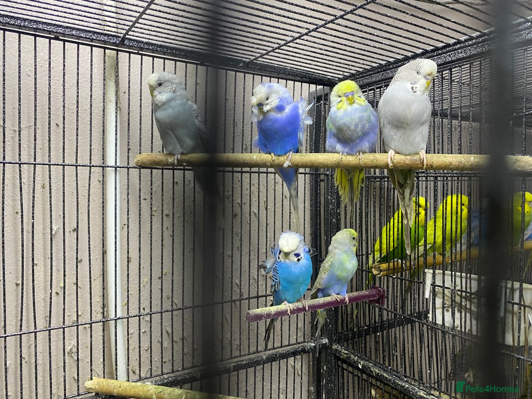 Budgerigars birds for sale: Young budgies for sale - Advert 5