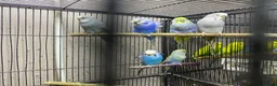 Budgerigars birds for sale: Young budgies for sale - Advert 8