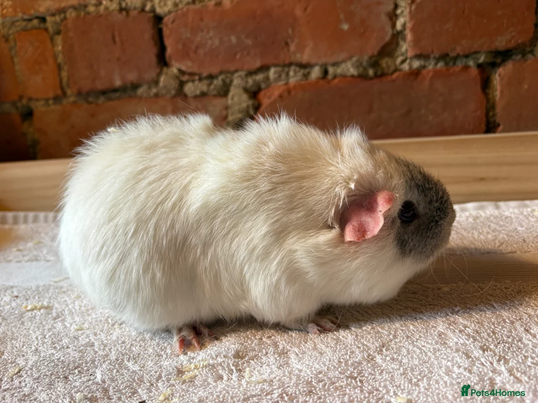 Guinea Pig rodents for sale: Guinea Pig sows  - Advert 2