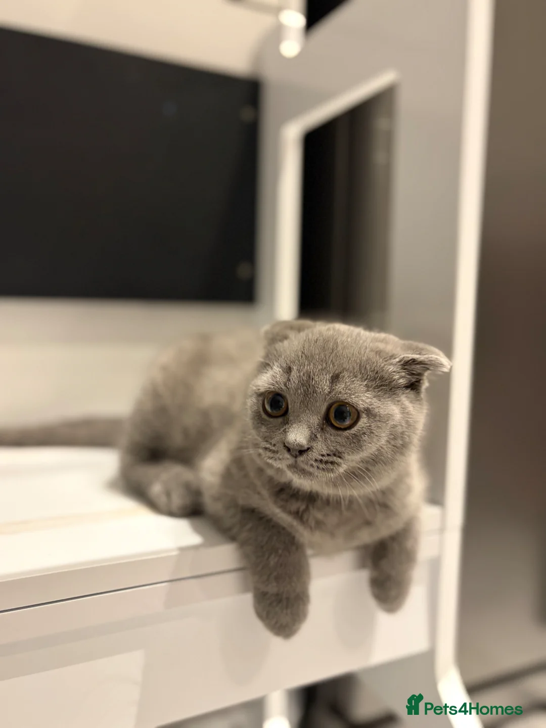 Scottish Fold cats for sale: Beautiful Scottish fold kitten - boy  - Advert 2