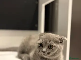 Scottish Fold cats Beautiful Scottish fold kitten - boy - Advert 18