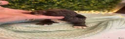 Sprocker dogs for sale: 5 * Breeder Health-Tested F1b Sprocker Puppies - Advert 27
