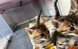 Bengal cats for sale: Baby bengals - Image 5