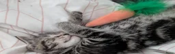 Mixed Breed cats for sale: Beautiful tabby kitten  in Birmingham - Advert 2