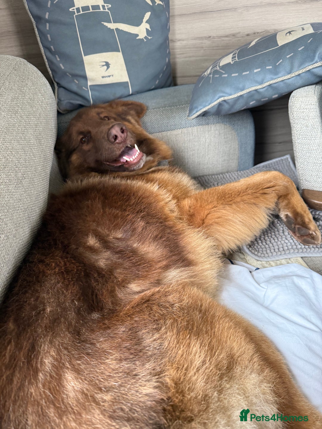 German Shepherd dogs for sale: German shepherd puppies - Advert 20