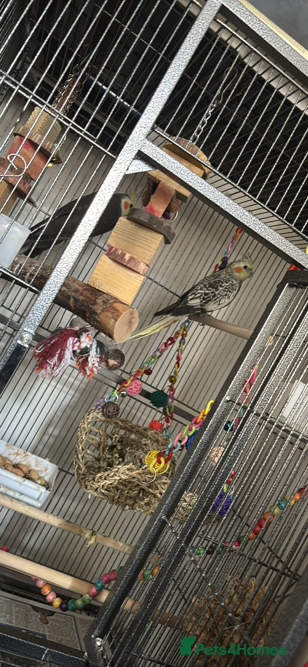 Cockatiels birds for sale: 2 cockatiels male and female  - Image 3