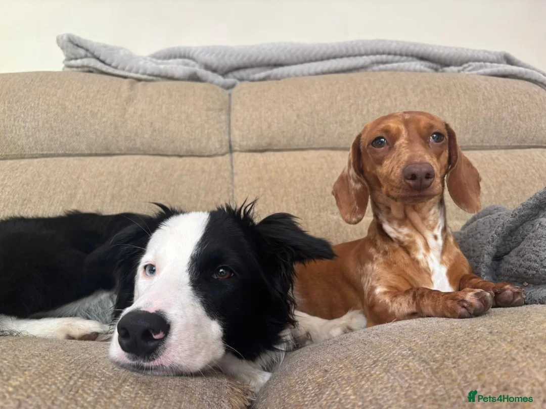 Border Collie dogs for sale: Callie needs a new home  - Advert 38