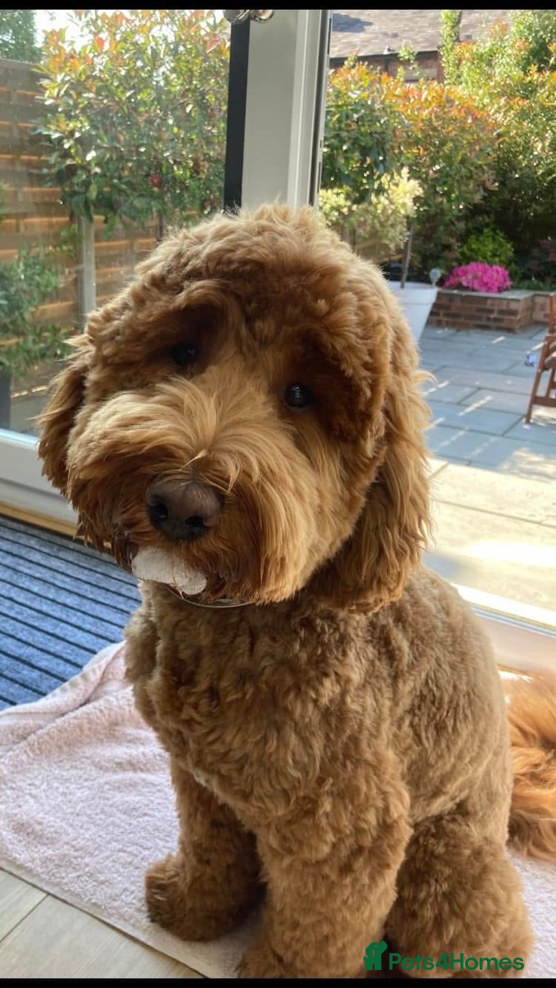 Goldendoodle dogs for sale: Multigenerational Puppies Licensed and Tested - Image 26