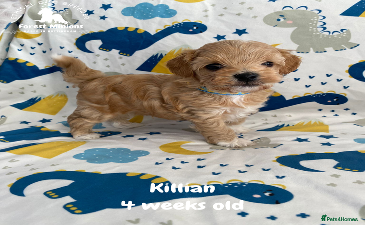 Maltipoo dogs - Advert 3