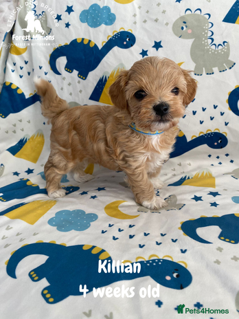 Maltipoo dogs - Advert 2