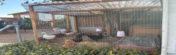 Mixed Breed poultry for sale: 5young hens 2 polish layers 3 silkies  - Advert 14