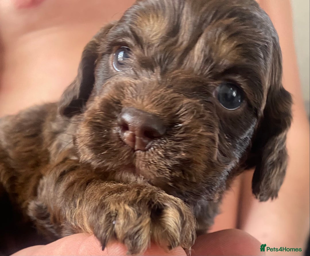 Cockapoo dogs for sale: American cockapoos - Image 4