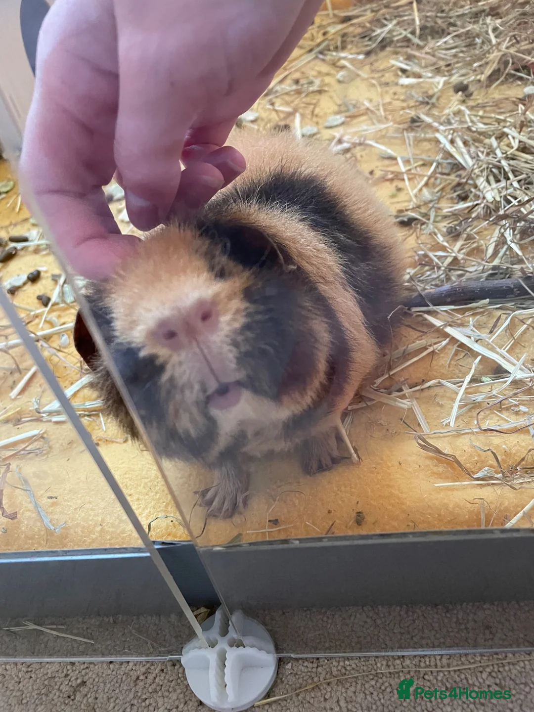 Guinea Pig rodents for sale: Single male guinea pig for sale  in Frome - Advert 5