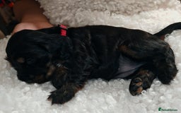 Cocker Spaniel dogs for sale: Kc show cocker spaniel puppies  - Image 24