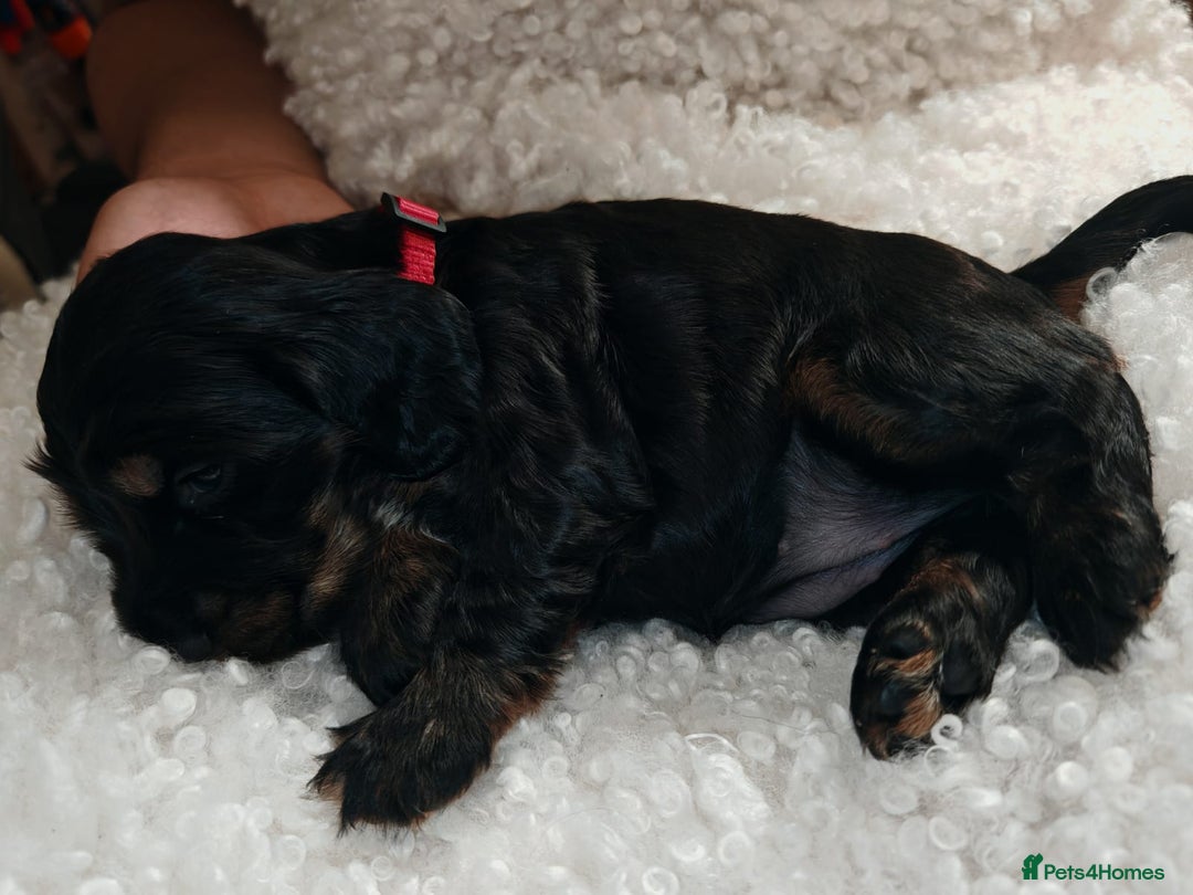 Cocker Spaniel dogs for sale: Kc show cocker spaniel puppies  - Image 24