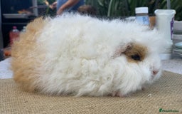 Guinea Pig rodents for sale: Swiss sows and boars  - Image 2